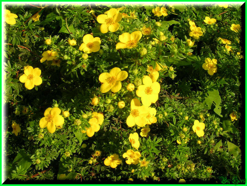 2010.08.22 - Flori 2010