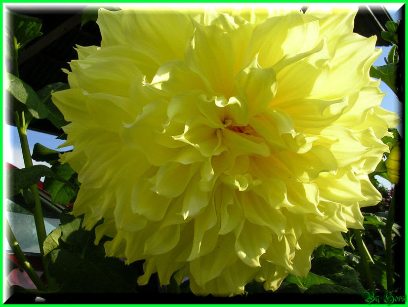 2010.08.22 - Flori 2010