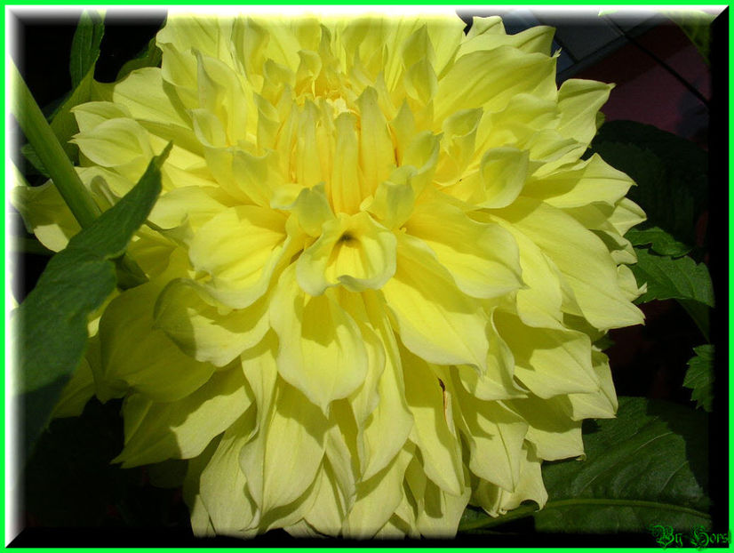 2010.08.22 - Flori 2010