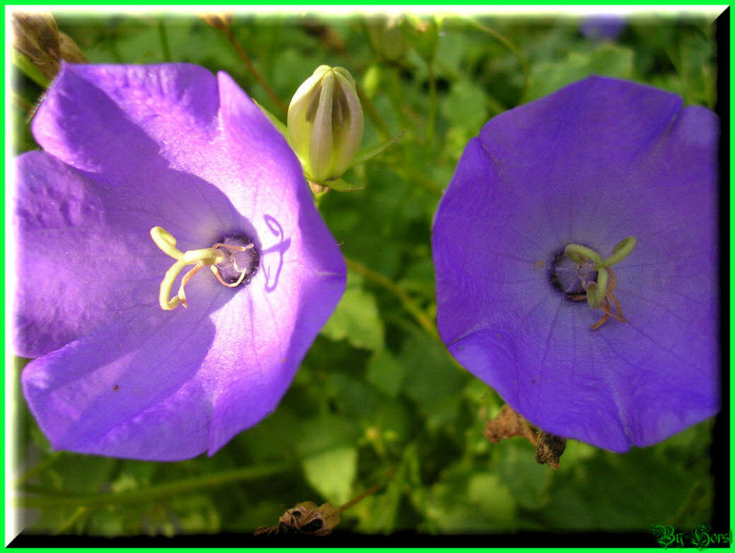 2010.08.22 - Flori 2010