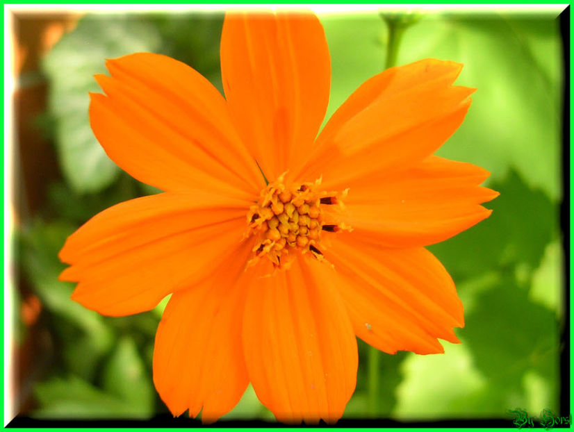 2010.08.22 - Flori 2010