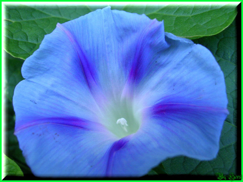 2010.08.22 - Flori 2010