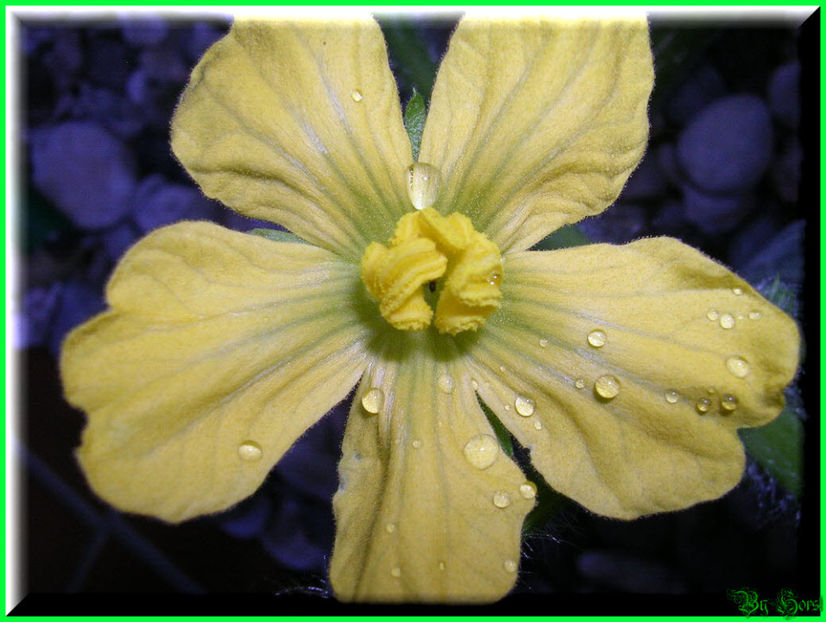 2010.08.22 - Flori 2010