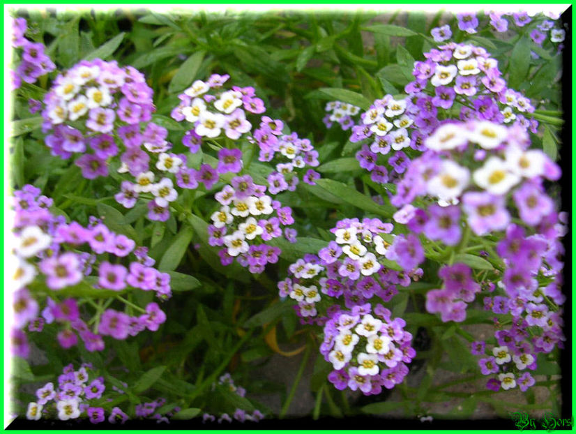 2010.08.22 - Flori 2010