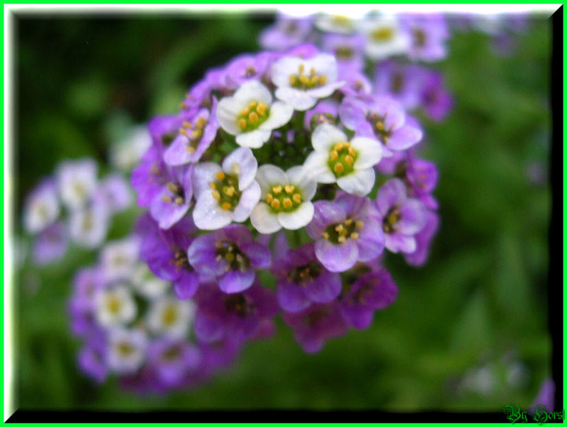 2010.08.22 - Flori 2010