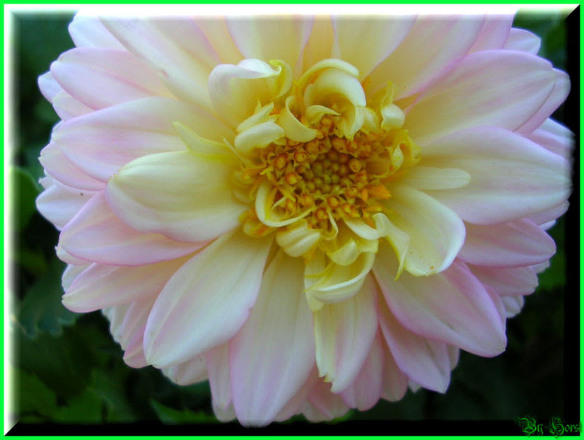 2010.08.22 - Flori 2010