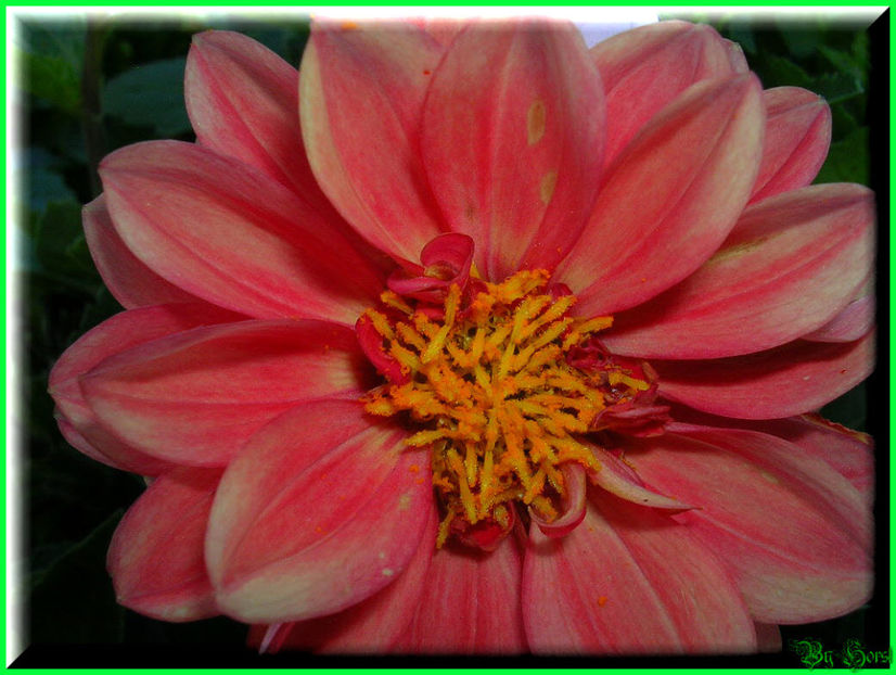 2010.08.22 - Flori 2010