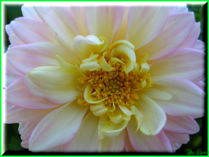 2010.08.22 - Flori 2010