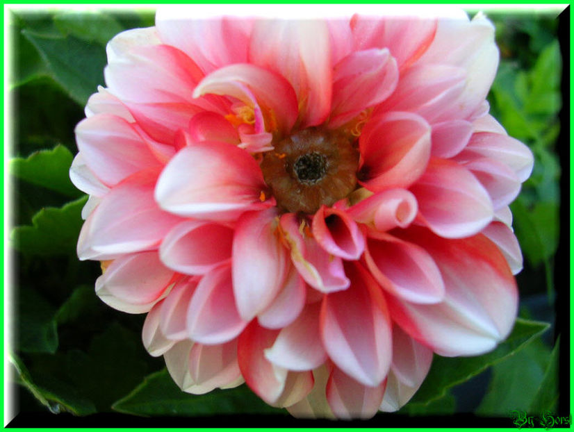 2010.08.22 - Flori 2010