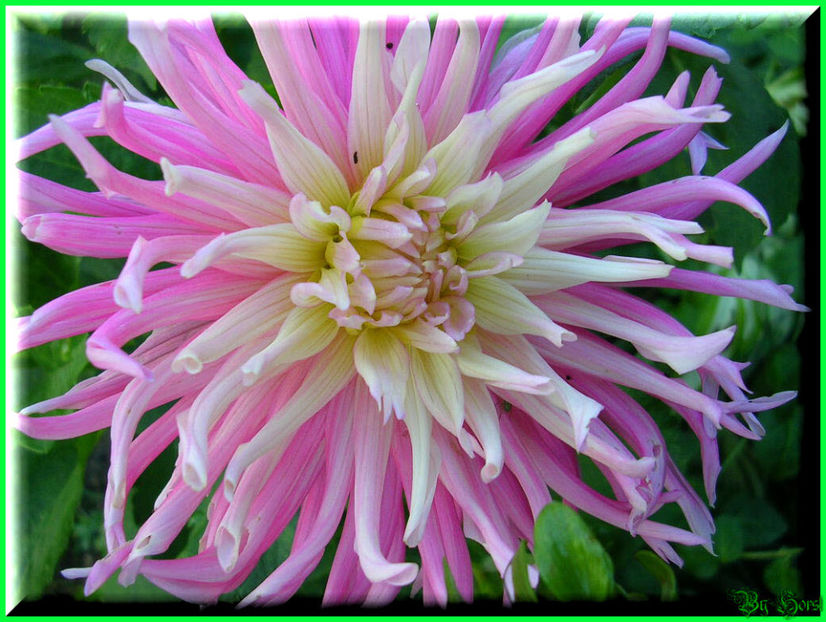 2010.08.22 - Flori 2010