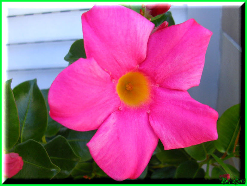 2010.08.22 - Flori 2010