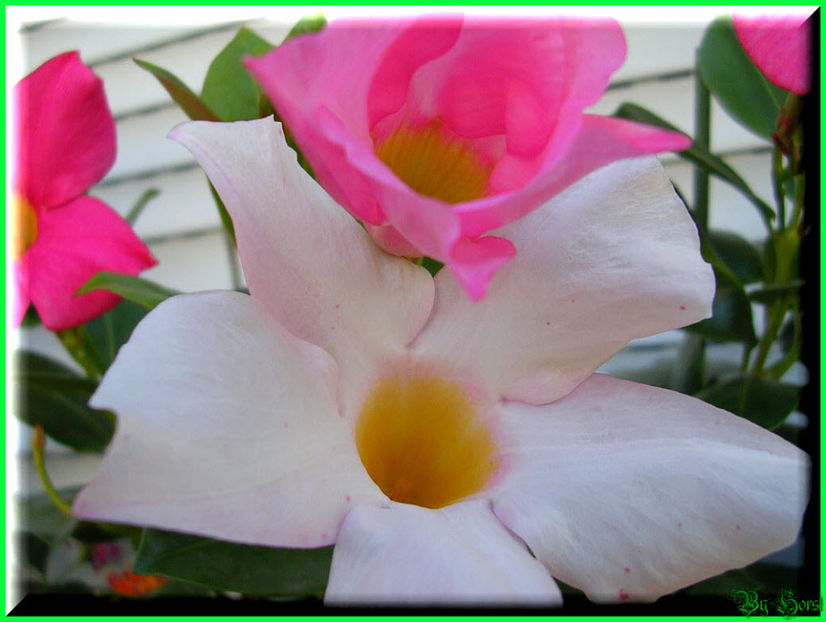 2010.08.22 - Flori 2010