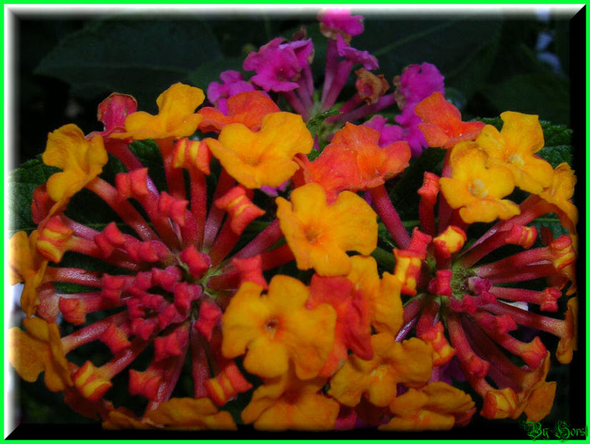 2010.08.22 - Flori 2010