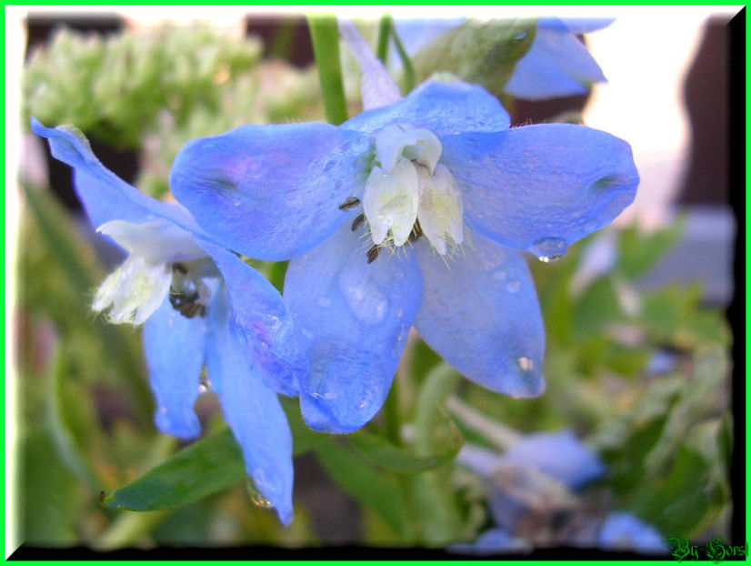 2010.08.22 - Flori 2010