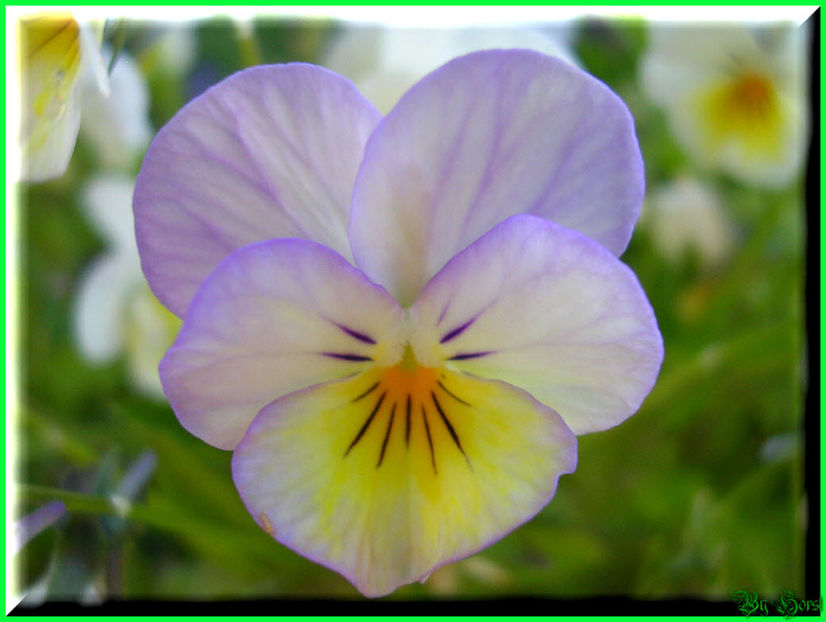 2010.08.22 - Flori 2010