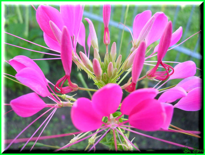 2010.08.22 - Flori 2010