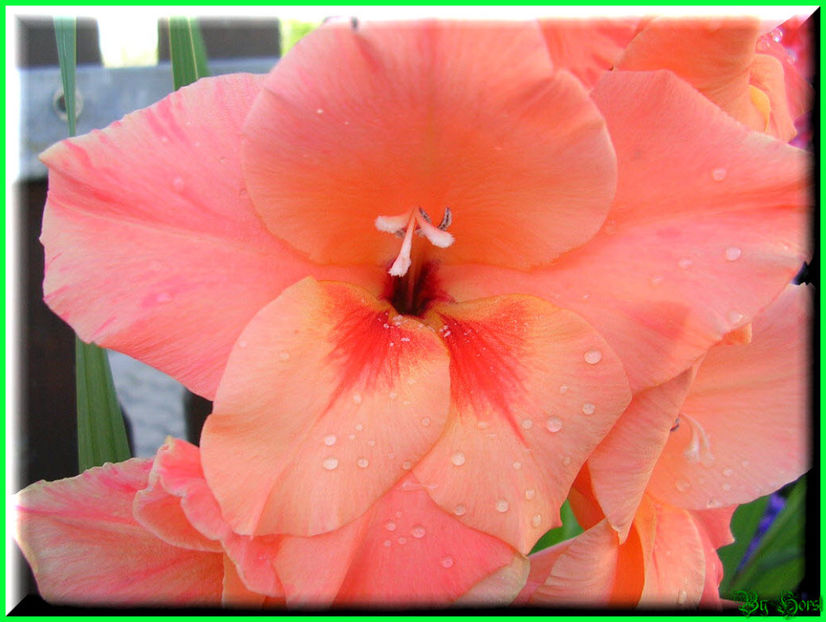 2010.08.22 - Flori 2010