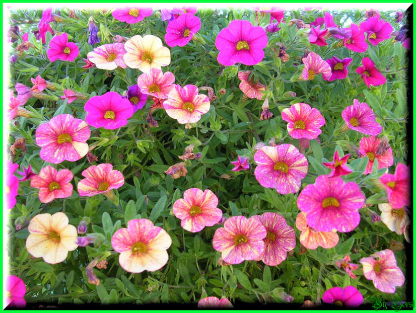 2010.08.22 - Flori 2010