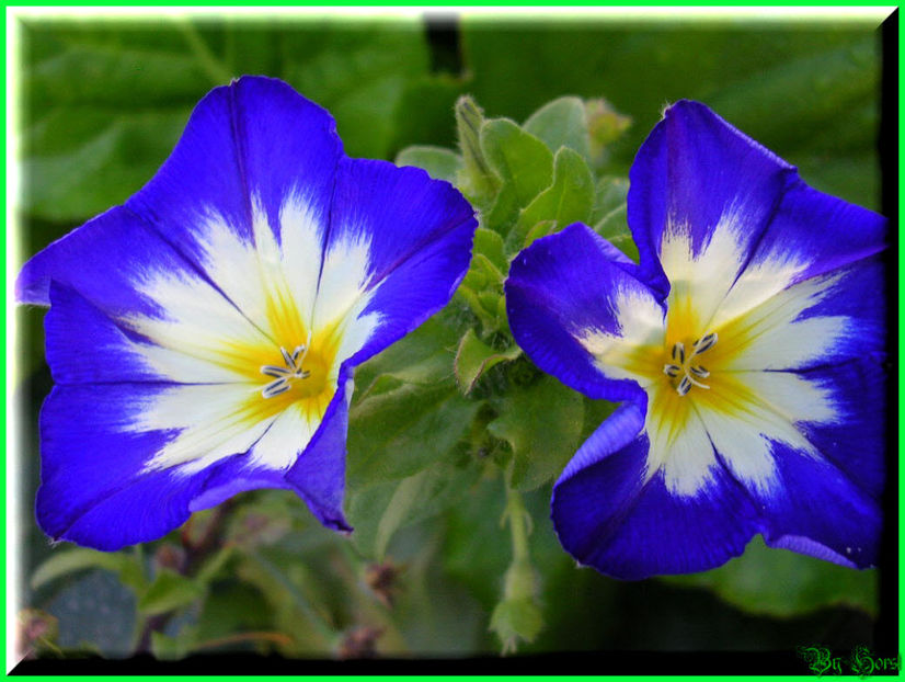 2010.08.22 - Flori 2010