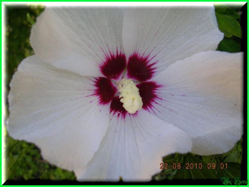 2010.08.22 - Flori 2010