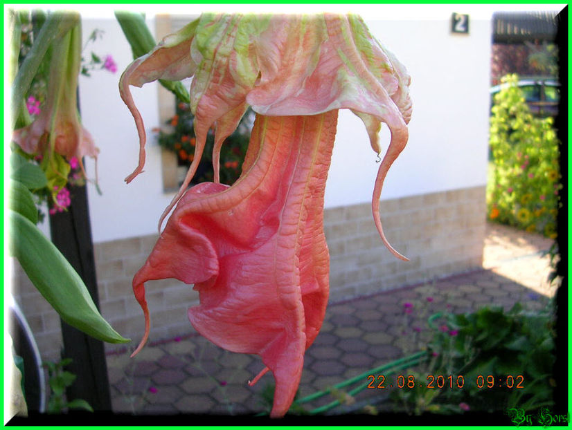 2010.08.22 - Flori 2010