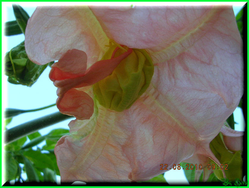 2010.08.22 - Flori 2010