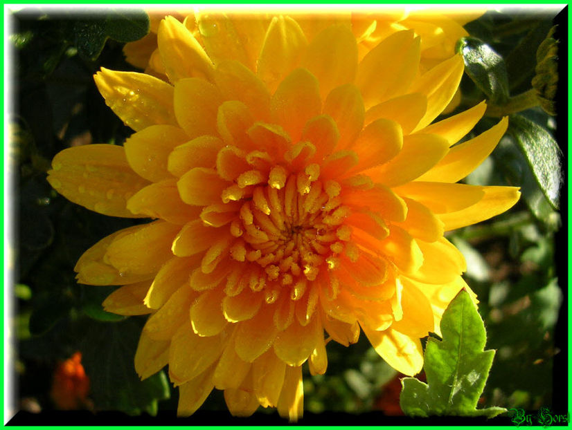 2010.08.22 - Flori 2010