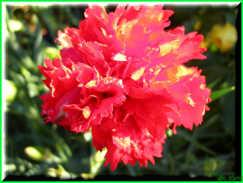 2010.08.22 - Flori 2010