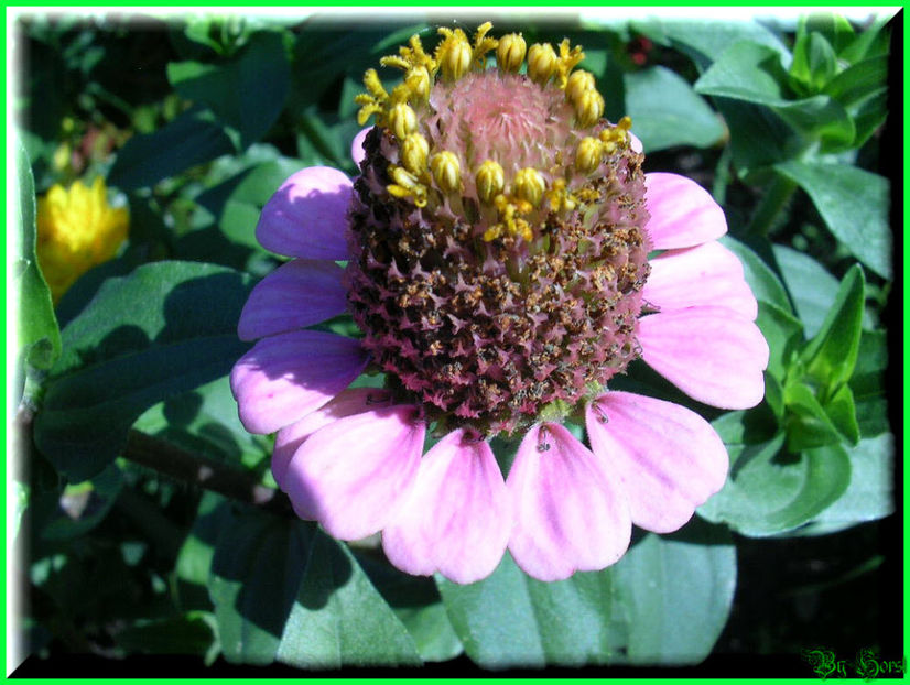 2010.08.22 - Flori 2010