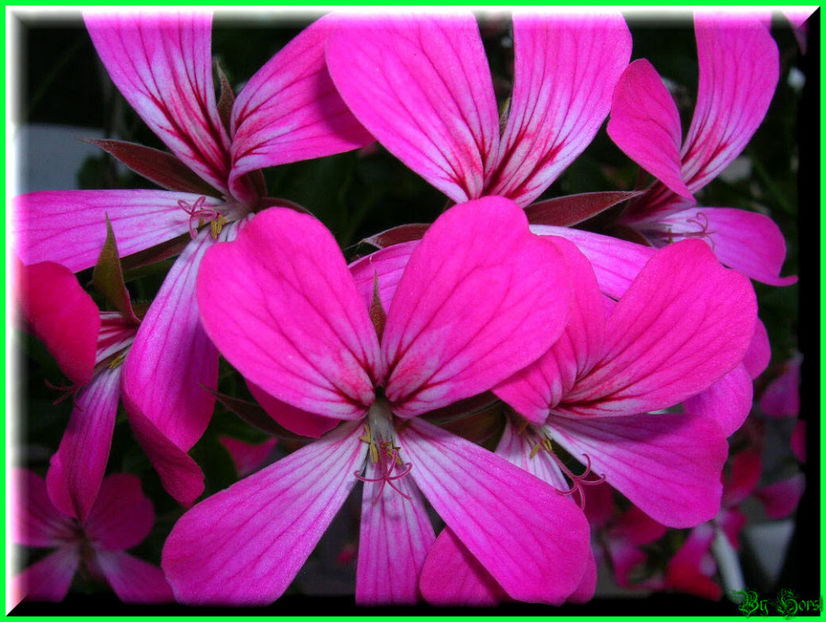 2010.08.22 - Flori 2010