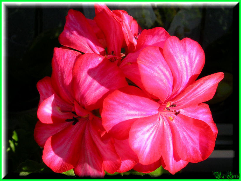 2010.08.22 - Flori 2010