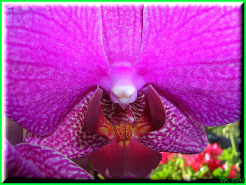 2010.08.22 - Flori 2010