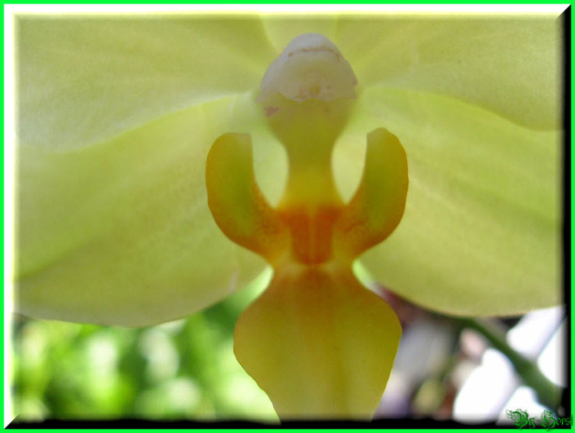 2010.08.22 - Flori 2010