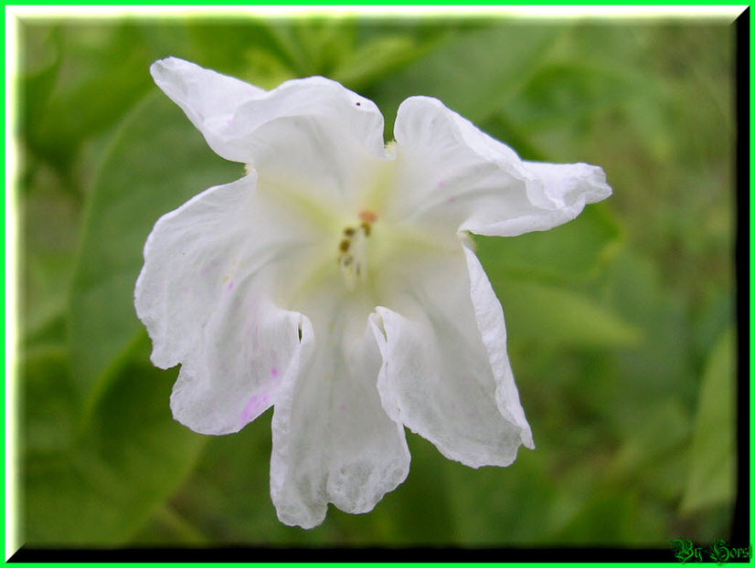 2010.09.13 - Flori 2010