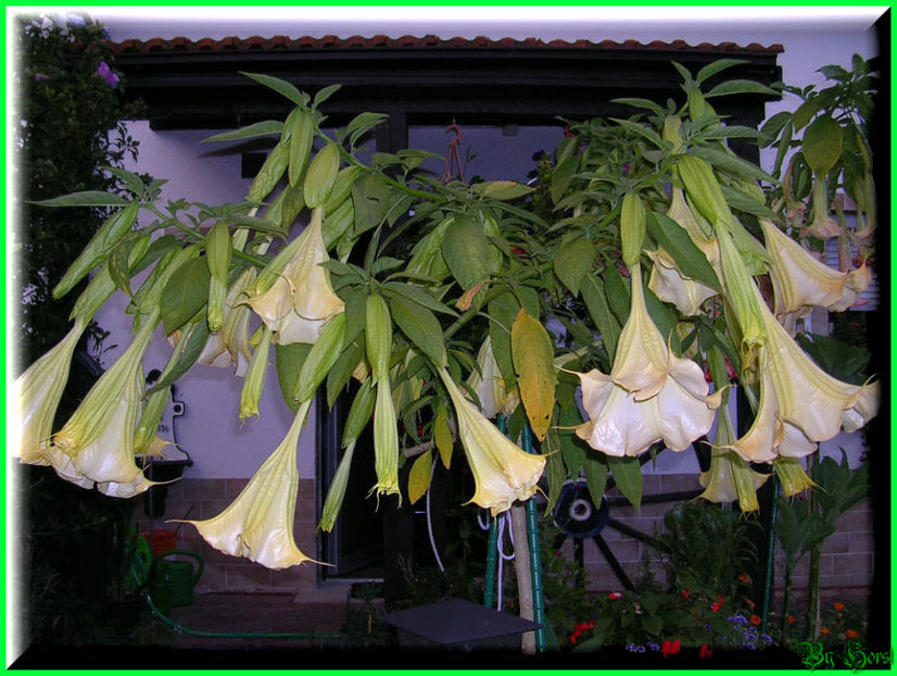 2010.09.13 - Flori 2010