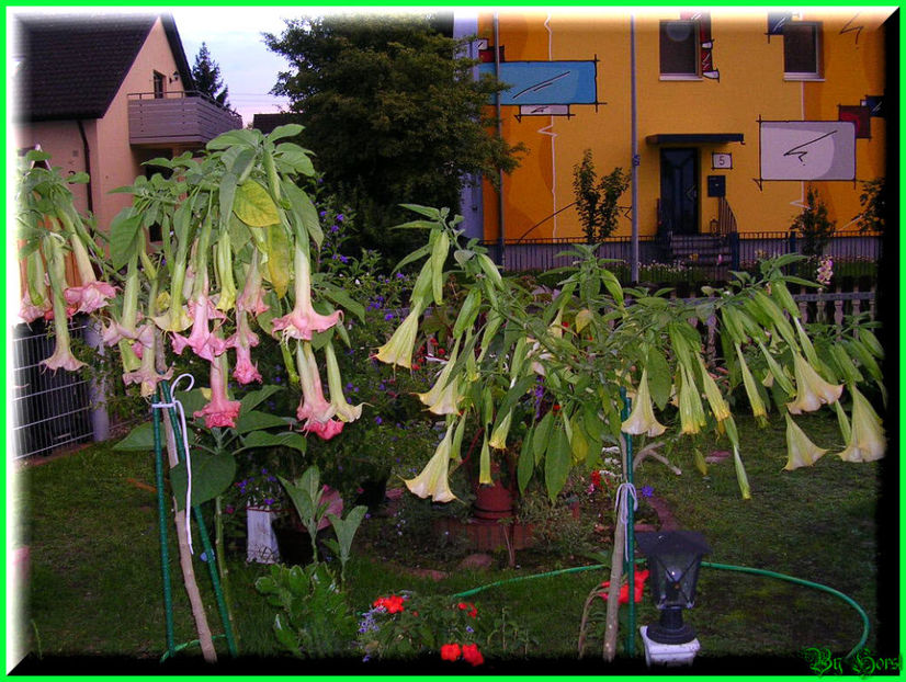 2010.09.13 - Flori 2010