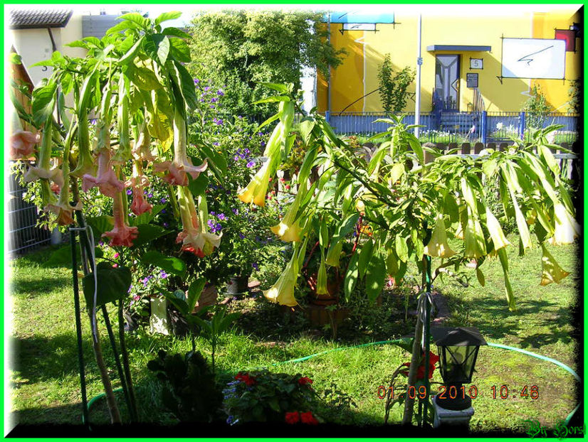 2010.09.13 - Flori 2010