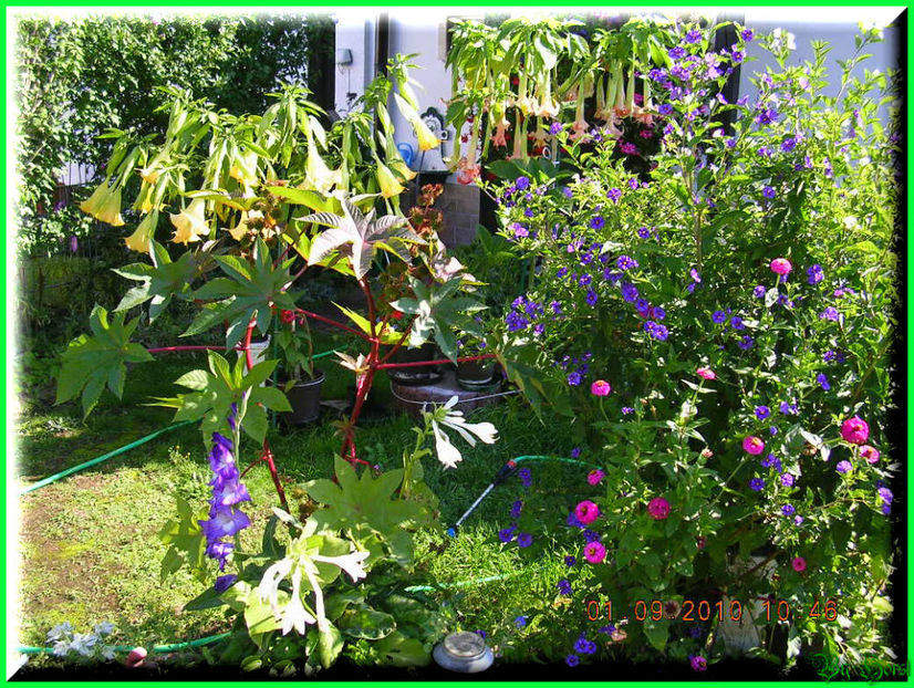 2010.09.13 - Flori 2010