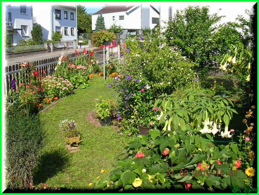 2010.09.13 - Flori 2010