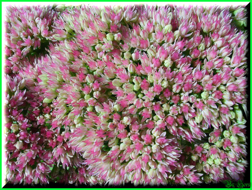 2010.09.13 - Flori 2010