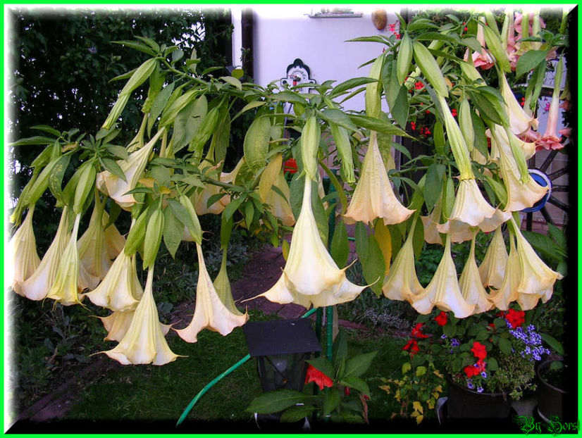 2010.09.13 - Flori 2010