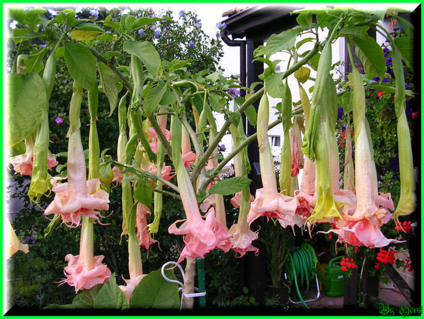 2010.09.13 - Flori 2010