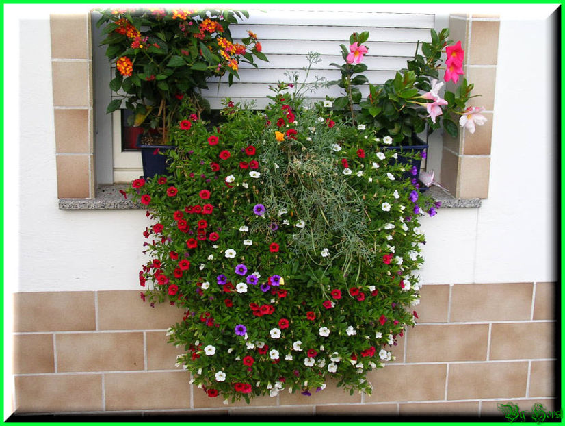 2010.09.13 - Flori 2010