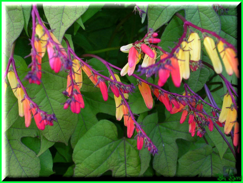 2010.09.13 - Flori 2010