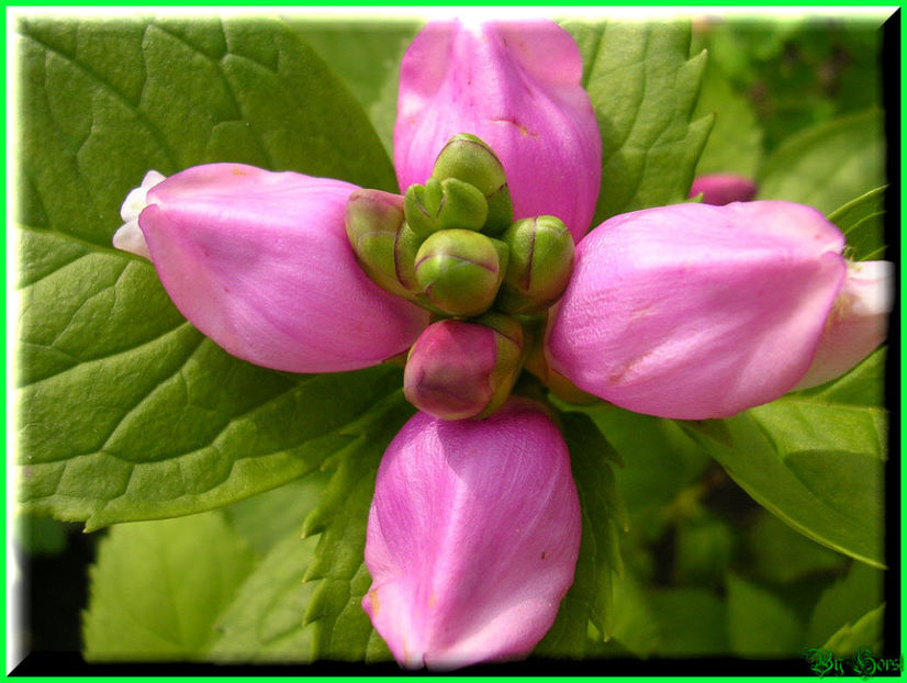 2010.09.13 - Flori 2010