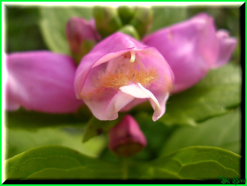 2010.09.13 - Flori 2010