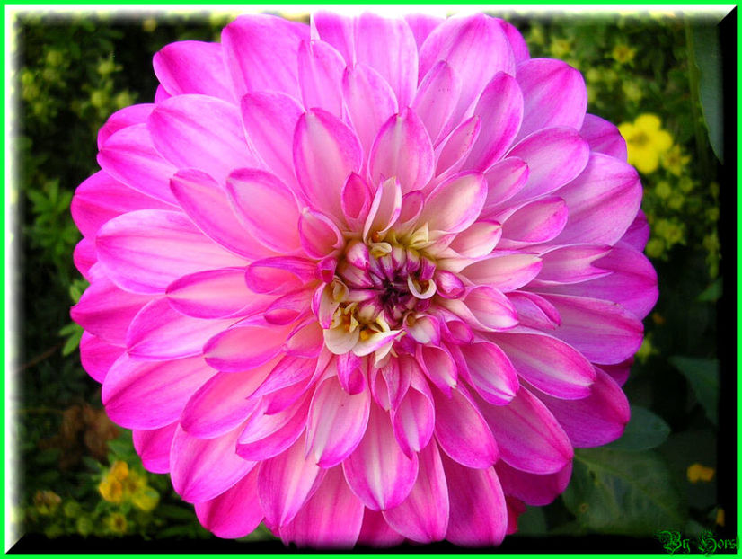 2010.09.13 - Flori 2010