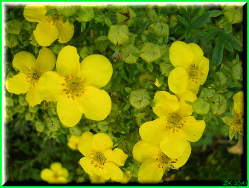 2010.09.13 - Flori 2010