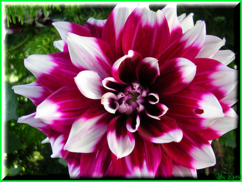 2010.09.13 - Flori 2010