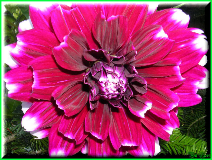 2010.09.13 - Flori 2010